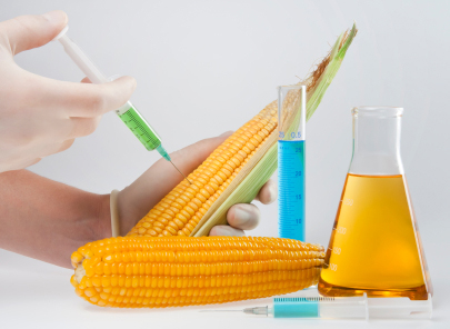 MOMAS GMO Corn