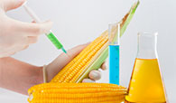 gmo_corn_195x114