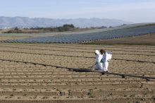 Roundup Spraying